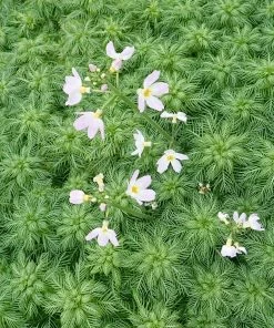 Roots Plants 5 Water Violet Plants| Oxygenating | 9cm Pots