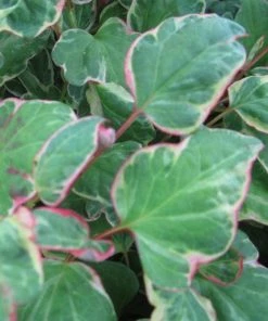 Roots Plants Houttuynia Cordata 'Boo Boo'