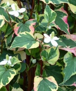 Roots Plants Houttuynia Cordata 'Chameleon'