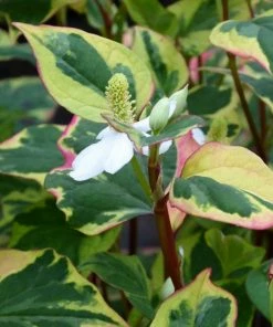 Roots Plants Houttuynia Cordata 'Chameleon'