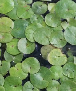 Roots Plants 5 Frogbit Plants | 9cm Pots