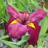 Roots Plants Irises Iris Louisiana 'Ann Chowning'