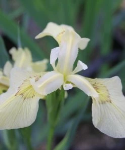 Roots Plants Iris Pseudacorus 'Alba' Irises