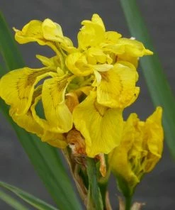Roots Plants Iris Pseudacorus 'Flore Pleno' Irises