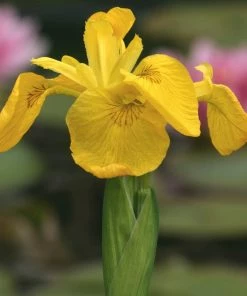 Roots Plants Irises Iris Pseudacorus 10 Roots Plants Irises Iris Pseudacorus