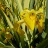 Roots Plants Iris Pseudacorus 'Variegata' 3L Pot Irises