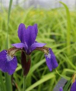 Roots Plants Iris Sibirica