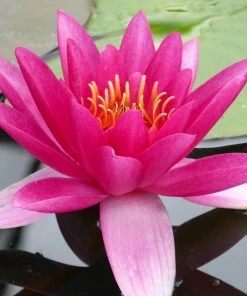 Roots Plants James Brydon Water Lily | Nymphaea