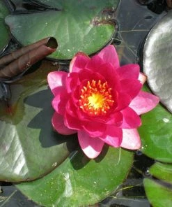 Roots Plants James Brydon Water Lily | Nymphaea