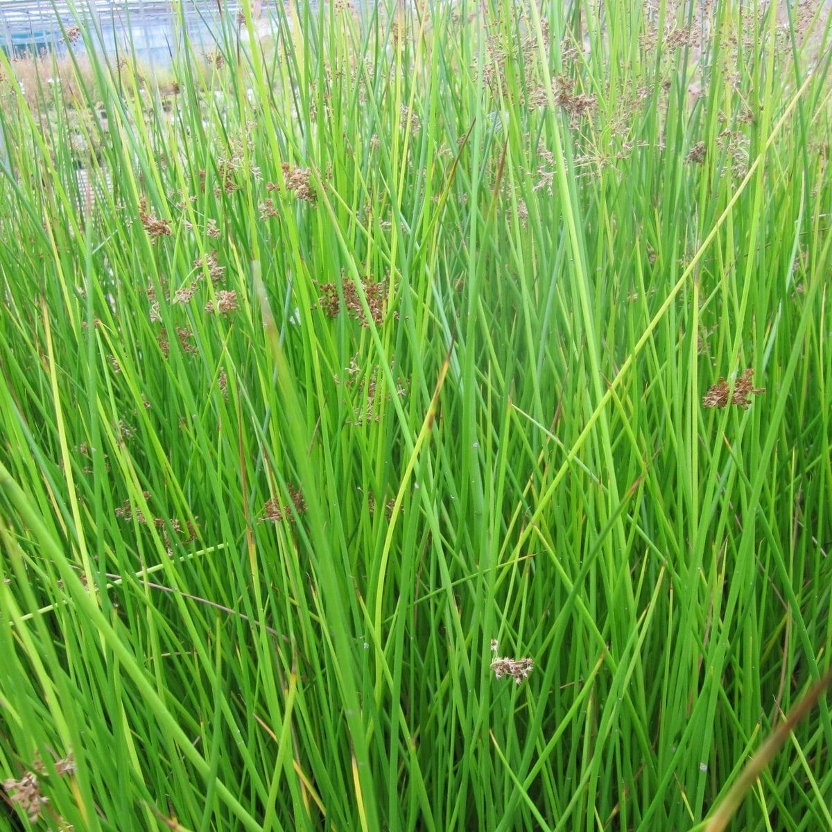 Roots Plants Grasses Soft Rush | Juncus Effusus 3 Roots Plants Grasses Soft Rush | Juncus Effusus