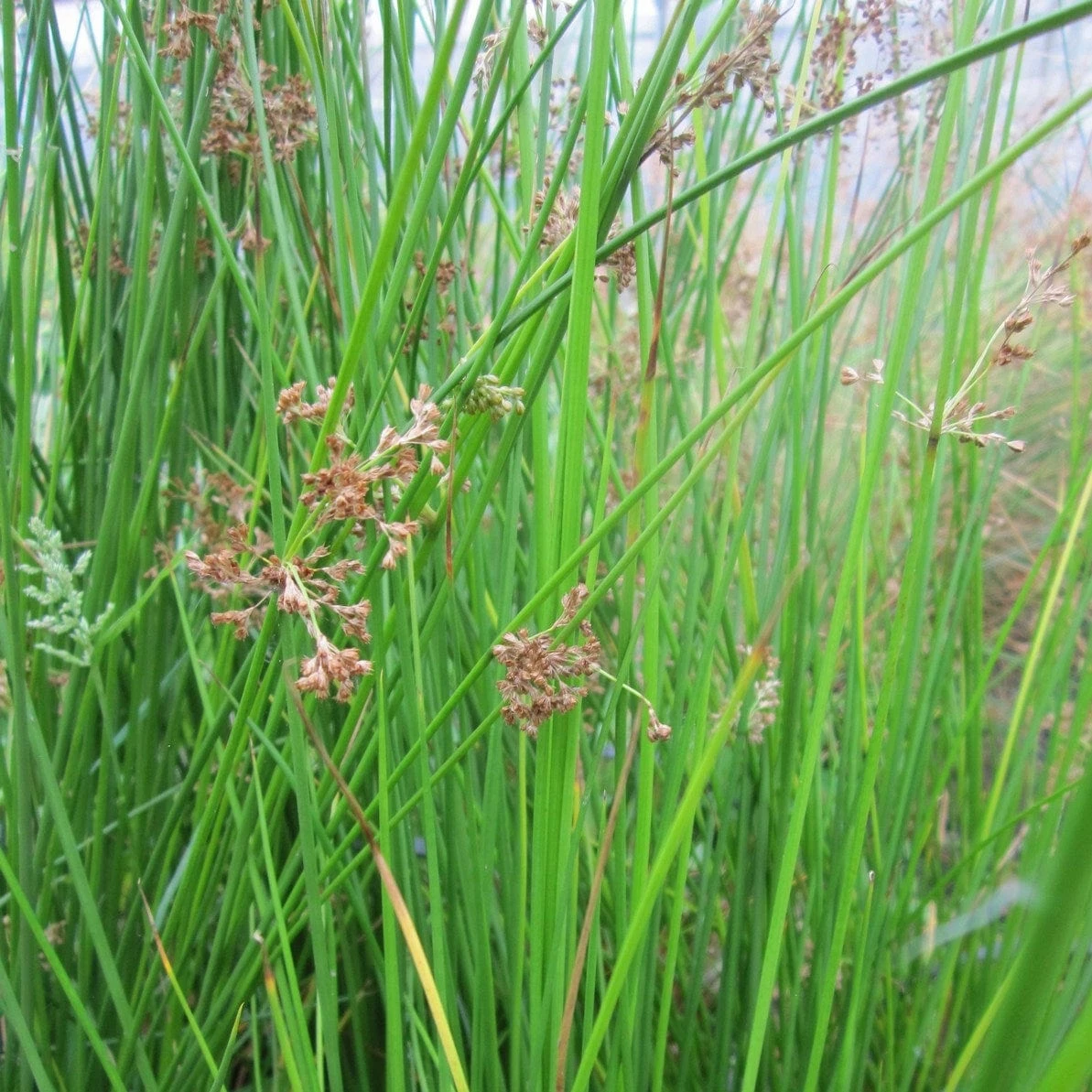 Roots Plants Grasses Soft Rush | Juncus Effusus 4 Roots Plants Grasses Soft Rush | Juncus Effusus