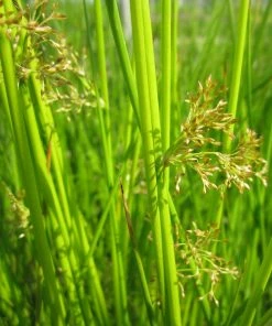 Roots Plants Grasses Soft Rush | Juncus Effusus 7 Roots Plants Grasses Soft Rush | Juncus Effusus