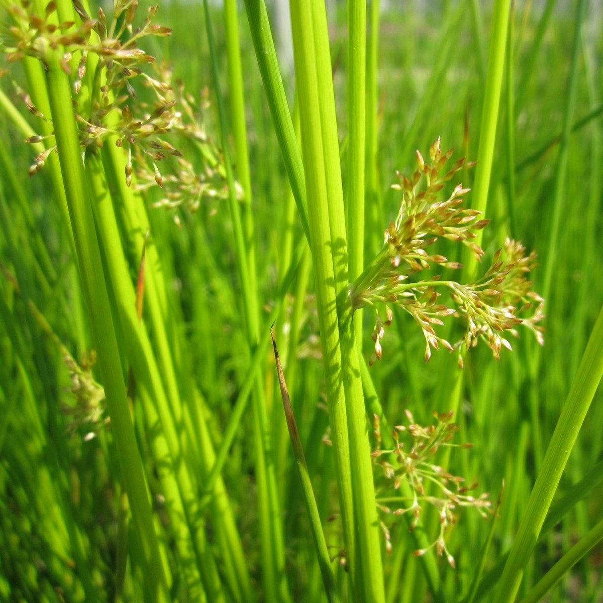 Roots Plants Grasses Soft Rush | Juncus Effusus 5 Roots Plants Grasses Soft Rush | Juncus Effusus