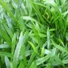 Roots Plants Grasses Brazilian Micro Sword | Lilaeopsis Brasiliensis| Oxygenating 1L Pot 2 Roots Plants Grasses Brazilian Micro Sword | Lilaeopsis Brasiliensis| Oxygenating 1L Pot