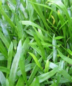 Roots Plants Grasses Brazilian Micro Sword | Lilaeopsis Brasiliensis| Oxygenating 1L Pot