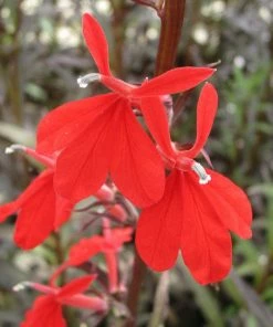 Roots Plants All Pond Plants Ornamental Colour Collection