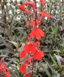 Roots Plants All Pond Plants Lobelia Fulgens 'Queen Victoria'