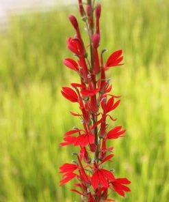 Roots Plants All Pond Plants Best Pond Plants For Any Size Pond | All In One | Oxygenating & Wildlife | Flowers & Structure