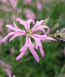 Roots Plants Ragged Robin