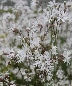Roots Plants White Robin Ragged Robin 5 Roots Plants White Robin Ragged Robin