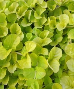 Roots Plants Golden Creeping Jenny | Lysimachia Nummularia 'Aurea'