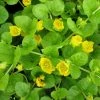 Roots Plants Creeping Jenny | Lysimachia Nummularia 2 Roots Plants Creeping Jenny | Lysimachia Nummularia