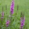 Roots Plants All Pond Plants Purple Loosestrife | Lythrum Salicaria 1 Roots Plants All Pond Plants Purple Loosestrife | Lythrum Salicaria