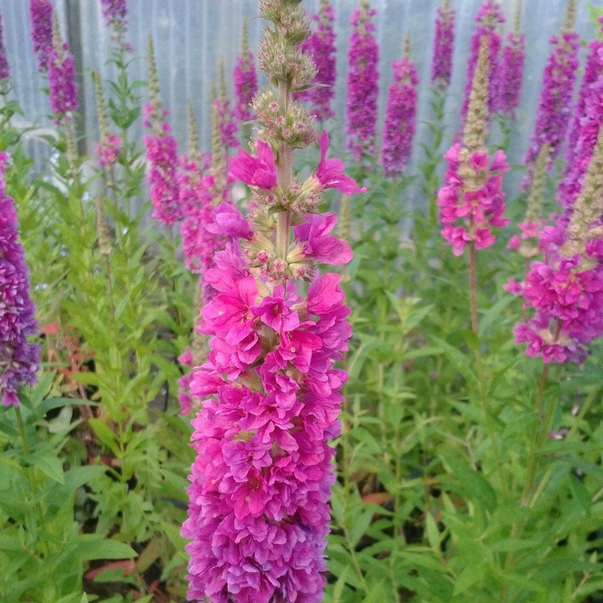 Roots Plants All Pond Plants Loosestrife | Lythrum Salicaria Robert 4 Roots Plants All Pond Plants Loosestrife | Lythrum Salicaria Robert