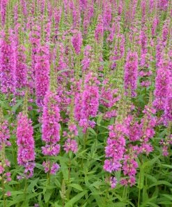 Roots Plants All Pond Plants Loosestrife | Lythrum Salicaria Robert 8 Roots Plants All Pond Plants Loosestrife | Lythrum Salicaria Robert