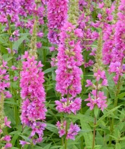 Roots Plants All Pond Plants Loosestrife | Lythrum Salicaria Robert 9 Roots Plants All Pond Plants Loosestrife | Lythrum Salicaria Robert