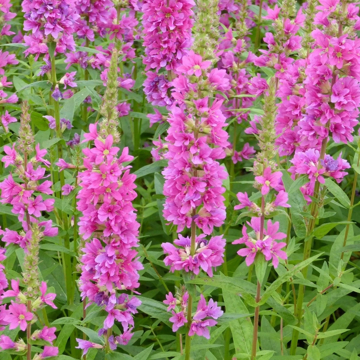 Roots Plants All Pond Plants Loosestrife | Lythrum Salicaria Robert 6 Roots Plants All Pond Plants Loosestrife | Lythrum Salicaria Robert