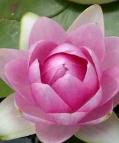 Roots Plants Pink Water Lily | Nymphaea Madame Wilfron Gonnere
