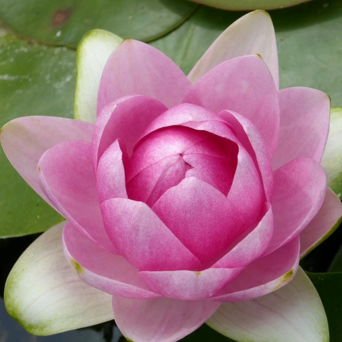 Roots Plants Pink Water Lily | Nymphaea Madame Wilfron Gonnere 4 Roots Plants Pink Water Lily | Nymphaea Madame Wilfron Gonnere