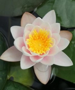 Roots Plants Large Water Lily | Nymphaea Marliacea Carnea