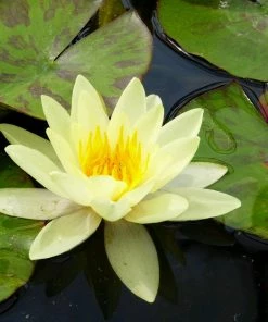 Roots Plants Yellow Water Lily | Nymphaea Marliacea Chromatella