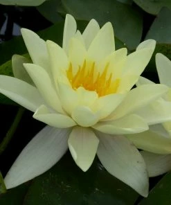 Roots Plants Yellow Water Lily | Nymphaea Marliacea Chromatella