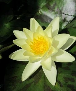 Roots Plants Yellow Water Lily | Nymphaea Marliacea Chromatella