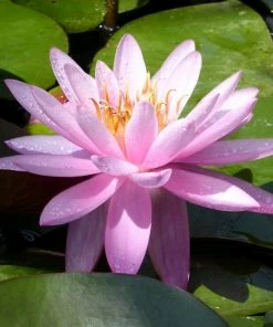Roots Plants Large Double Petal Water Lily | Nymphaea Mayla