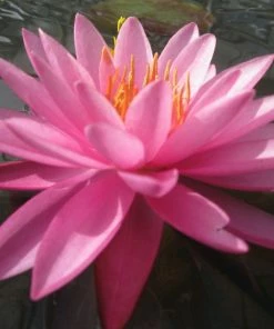 Roots Plants Large Double Petal Water Lily | Nymphaea Mayla