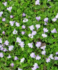 Roots Plants Chinese Marshflower | Mazus Reptans All Pond Plants