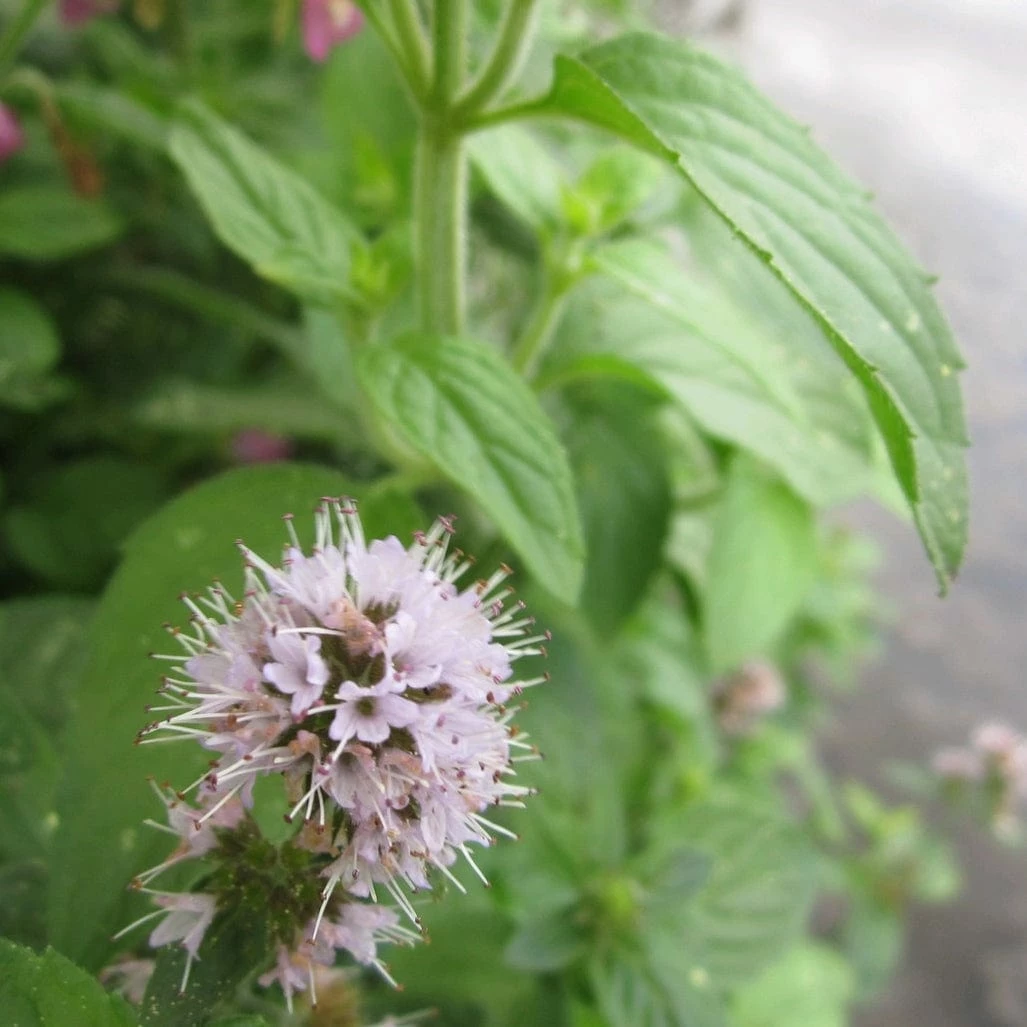 Roots Plants All Pond Plants Water Mint | Mentha Aquatica 3 Roots Plants All Pond Plants Water Mint | Mentha Aquatica