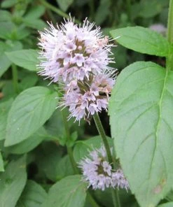 Roots Plants All Pond Plants Water Mint | Mentha Aquatica 5 Roots Plants All Pond Plants Water Mint | Mentha Aquatica