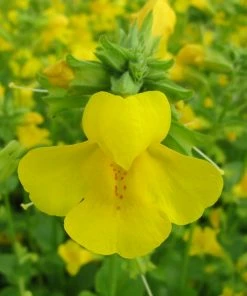 Roots Plants All Pond Plants Mimulus Guttatus | Yellow Monkey Flower