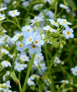Roots Plants Forget Me Not Water Forget-Me-Not | Myosotis Scorpioides