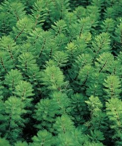 Roots Plants Red Stem Parrot's Feather| Oxygenating