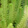 Roots Plants Upright Water Milfoil| Oxygenating All Pond Plants