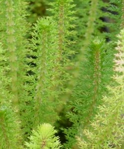 Roots Plants Upright Water Milfoil| Oxygenating All Pond Plants