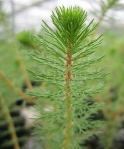 Roots Plants Upright Water Milfoil| Oxygenating All Pond Plants 5 Roots Plants Upright Water Milfoil| Oxygenating All Pond Plants