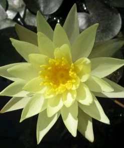 Roots Plants Nymphaea Odorata Sulphurea | Water Lily