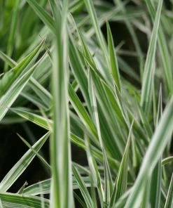 Roots Plants Grasses Gardener's Garters | Ribbon Grass